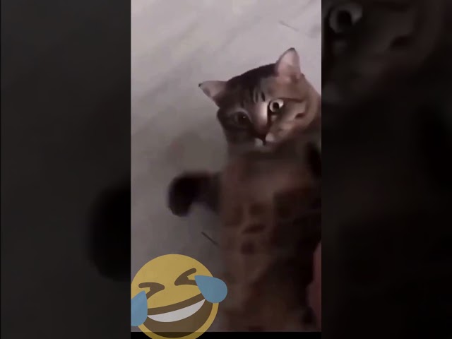 🤣 Funniest 😻 Cats - Awesome Funny Pet Animals Videos 😇