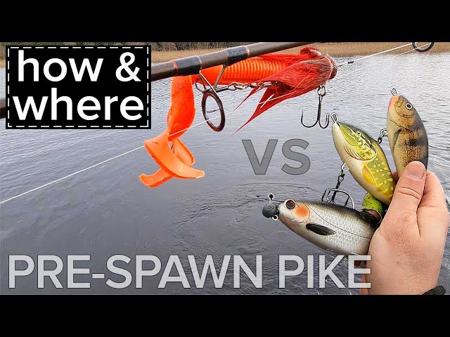 Pre-Spawn Pike Fishing Ireland. Tips, Lures, Methods & Where to Find Them.