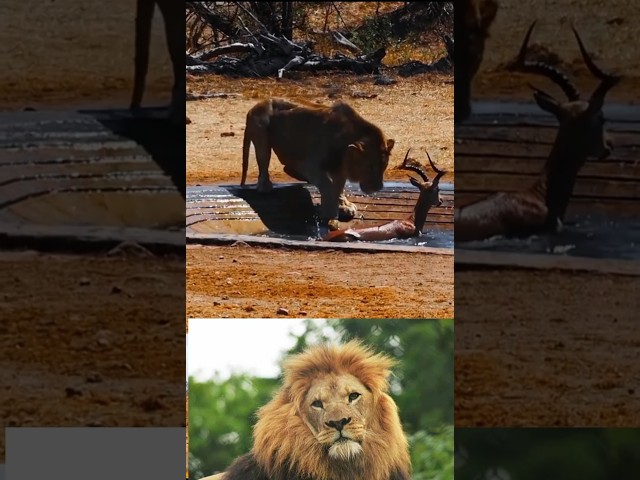 Lion and impala #shorts #viral