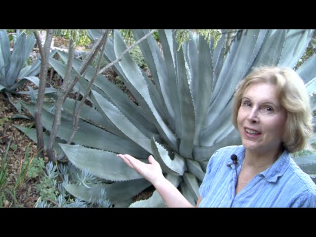 What You MUST Know About Century Plants (Agave americana)