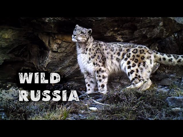Altai. The land of the snow leopard (film by Ivan Usanov). The nature of Russia. Wild Siberia.