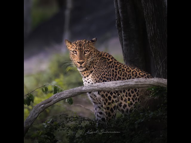 Leopards of Sri Lanka #shorts #shortvideo #short  #viral  #viralvideo  #leopard #trending  ❤️👍