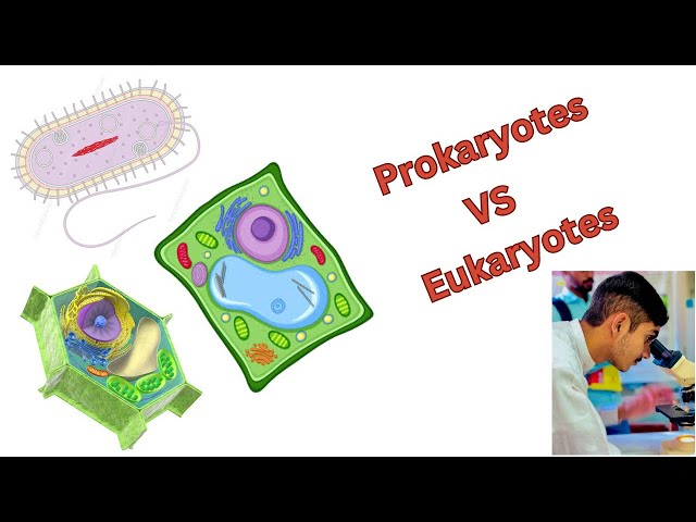 Prokaryotes VS Eukaryotes || Prokaryotic VS Eukaryotic cells