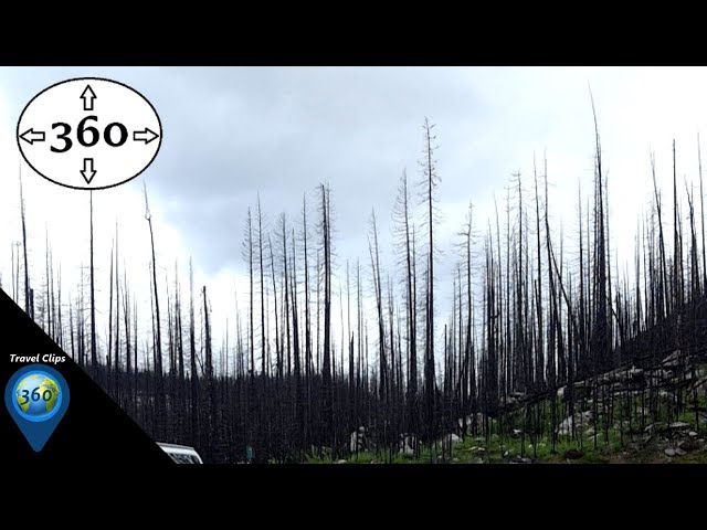 The Lifecycle: Forest Fire Ecology - 360° VR 4K - Travel Clips 360