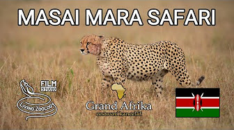 Wildlife Safari Review