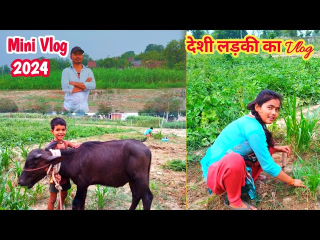 दोस्तो चलिए दिखाए अपने खेतों के नजारा |Life style Vlog | mini blog video