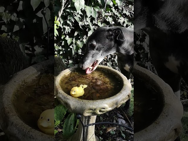 An interloper in the greyhounds' bird bath  #adoptagreyhound #dog #greyhound  #rescuedogs