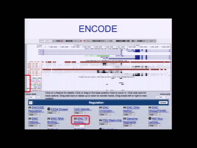 Visualizing ENCODE Data in the UCSC Browser - Pauline Fujita