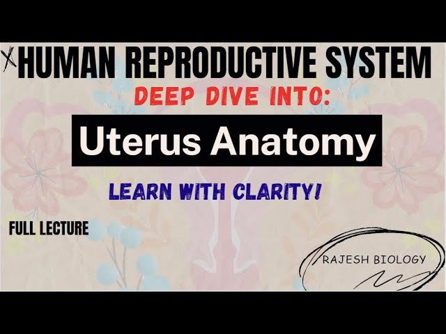Uterus Anatomy 101 | Female Reproductive System | Human Physiology 2ndyear zoology | Rajesh Biology