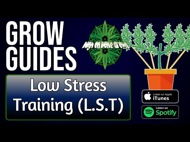 Low Stress Training Cannabis Plants | Grow Guides Episode 21