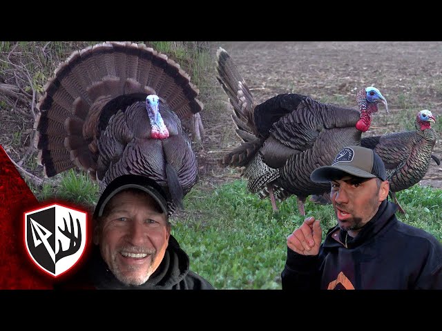 NONSTOP Gobbling! The Turkeys Are Going Crazy!