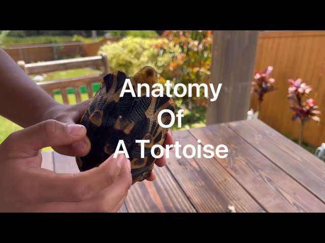 Anatomy of a tortoise
