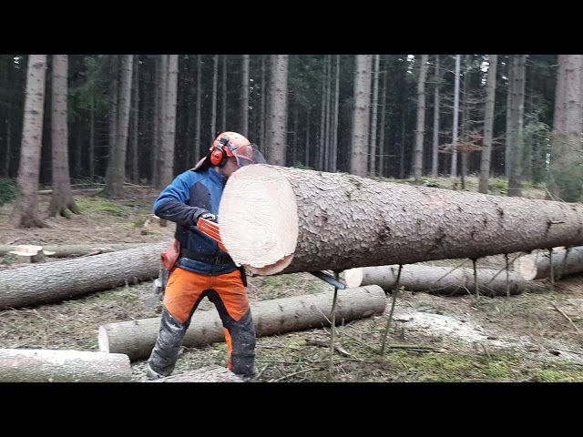 Lumberjack Little Harvester and Very Good Work in the Forest