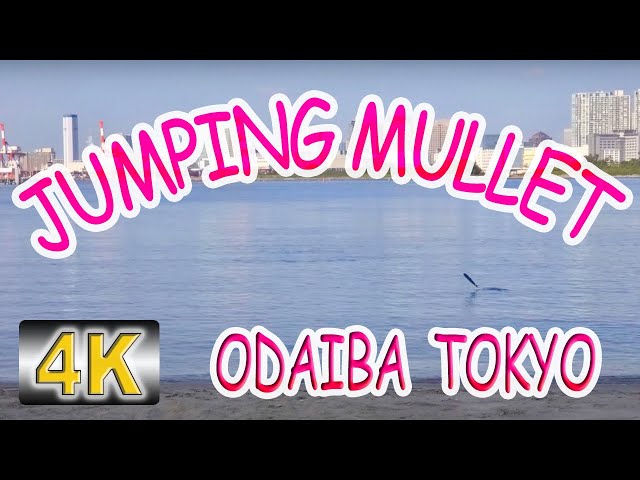 Jumping Mullet FIsh: Odaiba, TOKYO BAY