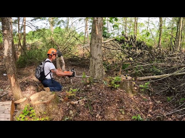When Trees Fight Back: Skidder Chaos with Geoffrey
