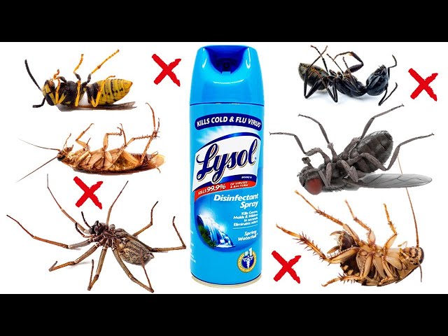 Defeat Pests Once and for All: Lysol Spray's Game-Changing Method