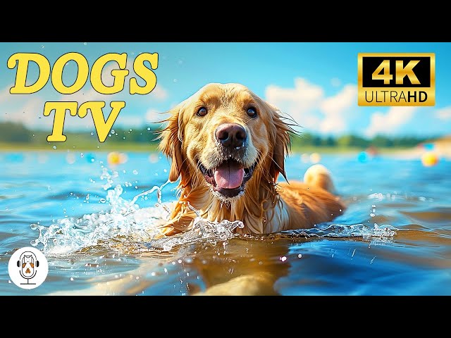 12 Hours of Soothe Dog's Anxiety: DOG TV-Best Anti Anxiety, Boredom Busting Video with Music for Dog