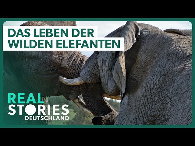Der Machtkampf der Elefanten | Tier Doku | Real Stories Deutschland
