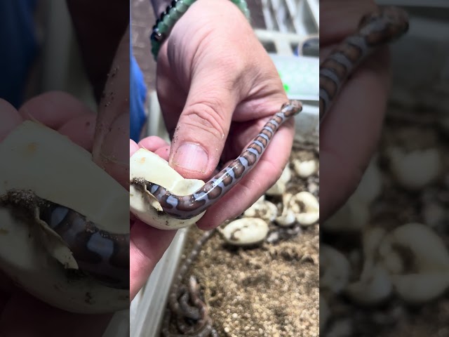 Baby Snake Crawling Out Of Egg