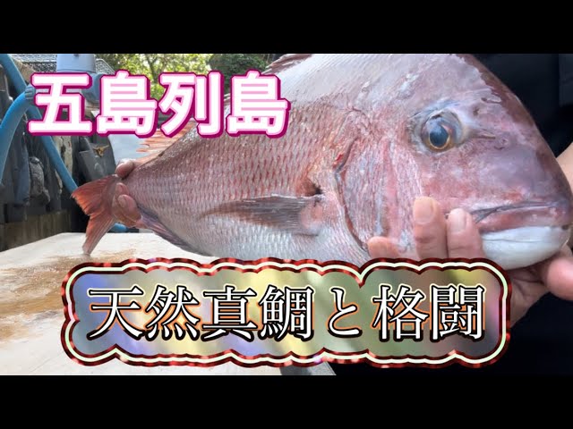 【天然真鯛】五島列島の魚は、美味しい真鯛を食べ尽くす