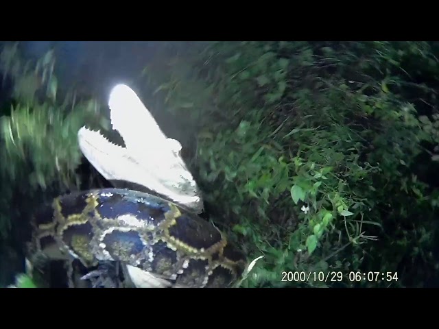 Floridaman Saves ALLIGATOR From PYTHON ATTACK! REAL Everglades Contractor TRAPPER MIKE