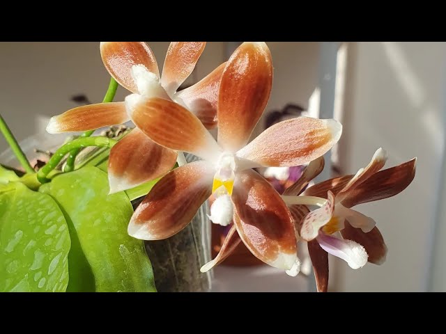Орхидеи в ЖАРУ ЦВЕТУТ и РАДУЮТ 🥰🌸🌺💖Излишки хой