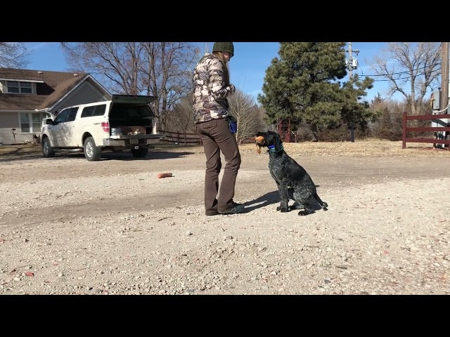 Force Fetch Tutorial for JGHV Dog Owners - Day 14 (Session #1) with Deutsch Drahthaar