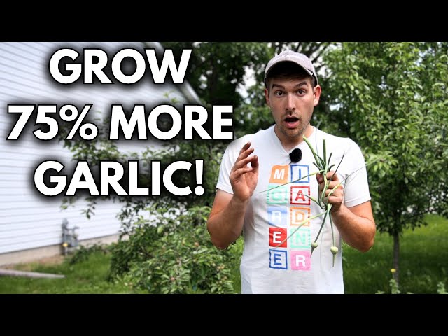 PRO Gardeners Tips to MASTERING GARLIC Growth: Increase Your Yield by 75%!