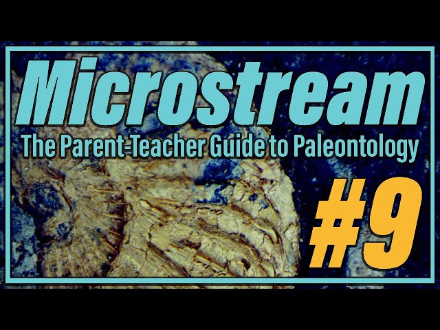 Microstream #9 | Search for Menefee Microfossils