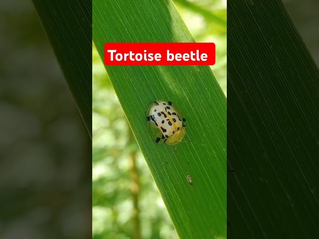 tortoise beetle #shorts#short#beetle