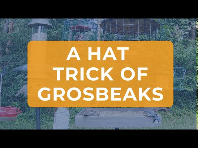 A Hat Trick of Grosbeaks
