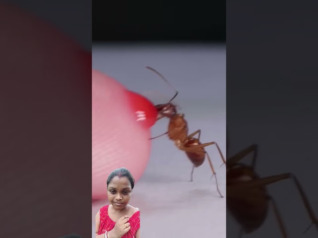 #ant