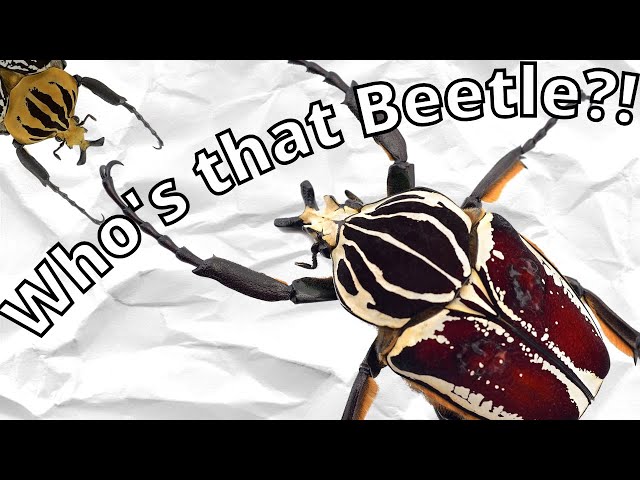 Africa's Largest Beetle: The Goliath