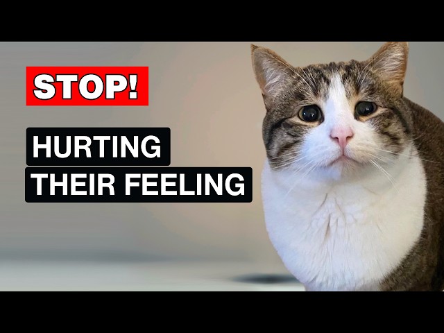 These Everyday Things Emotionally Hurt Your Cat!