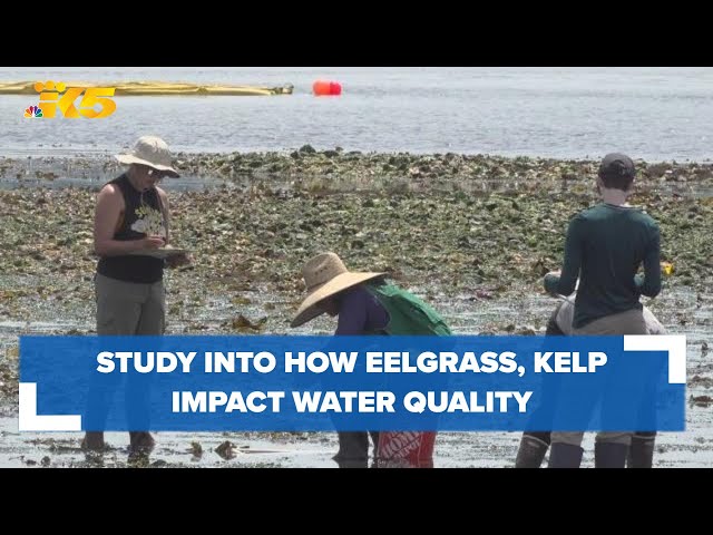 Port of Seattle studying how eelgrass restoration, kelp, oysters could impact water quality