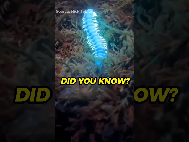 Bioluminescent Bugs #detailenjoyer #didyouknow #nowyouknow #millipede #bugs #insect #nature #glow