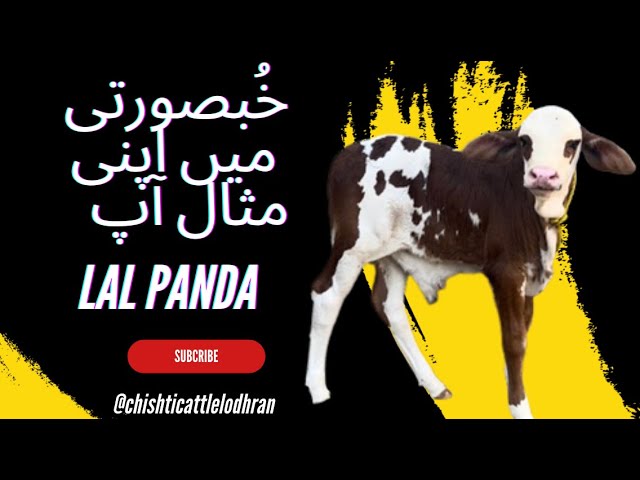 Lal Panda 🐼 Bachra #viral #youtubviralvideo #cattle
