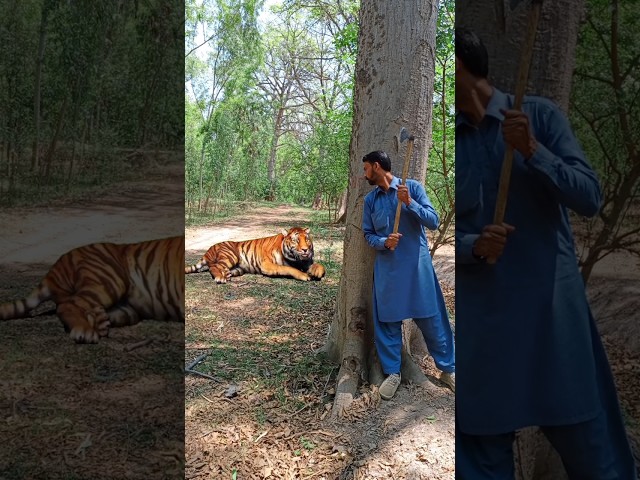 tiger attack video#tiger #attack #animal #forest #viral #jungle #shorts #shortvideo