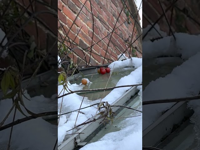#frozen #ripe #tomatoes on top of the #greenhouse but not attached to a plant #shorts