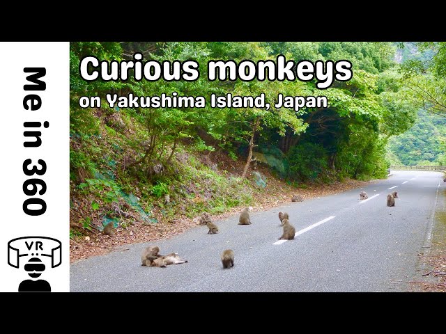 Curious monkeys and deer on the wild Japanese island of Yakushima
