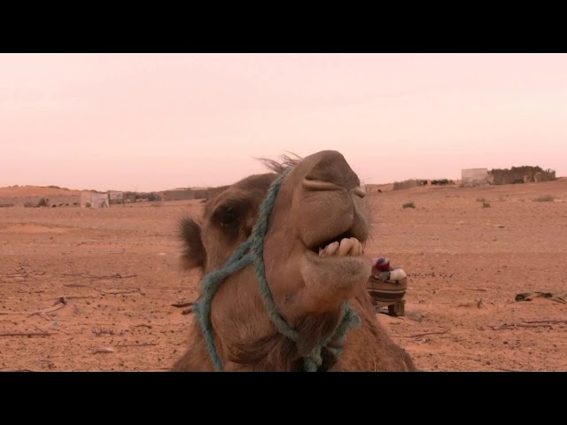 king of sahara desert- The Camel King: A Desert Adventure