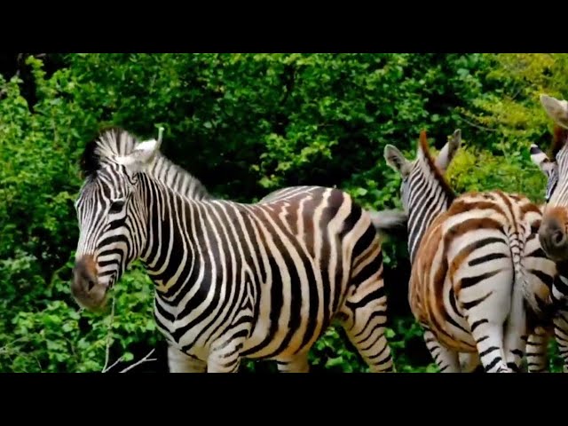 Camouflage Animals|| Lizard|| Tiger|| Sanke || Also Giraffee,zebra, #nature #4k #forest