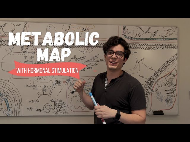 Metabolic Map with Hormonal Stimulation