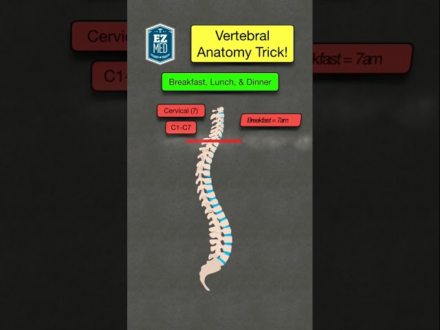 🔥 How to Remember the Anatomy of the Vertebral Column [Spine Diagram]