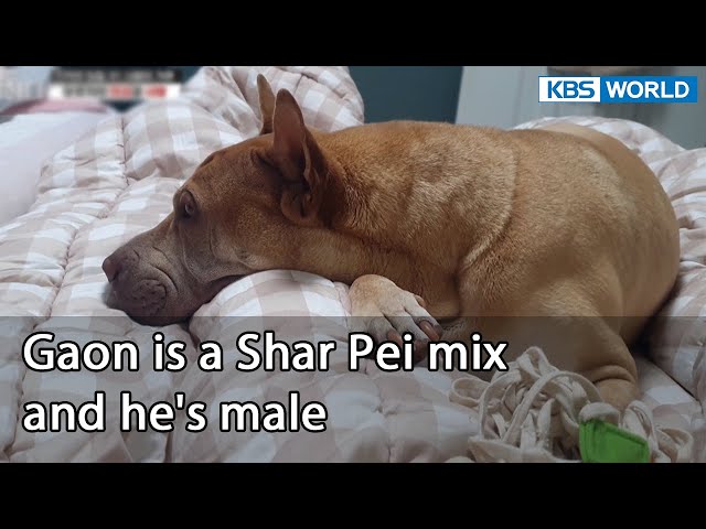 Gaon is a Shar Pei mix and he's male (Dogs are incredible EP.123-1) | KBS WORLD TV 220517