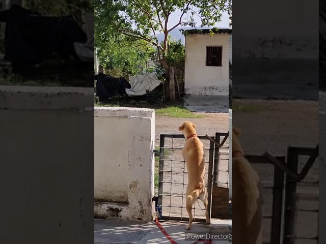 Dog dance in Brazil song