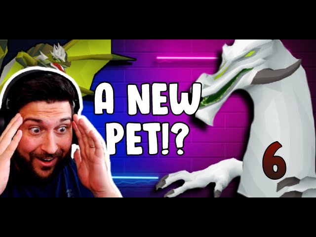 A NEW PET! - Stream highlights 6