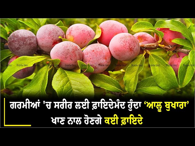 Eating 'Aloo Bukhara' (Plum) which is beneficial for the body in summer will have many benefits