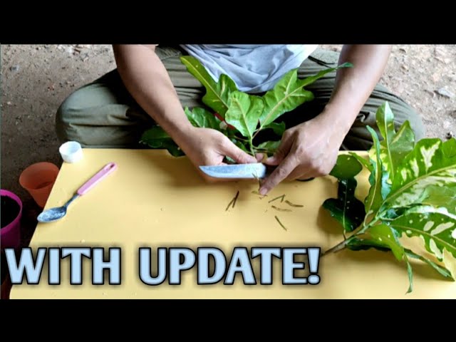 HOW TO PROPAGATE CROTON FROM CUTTING