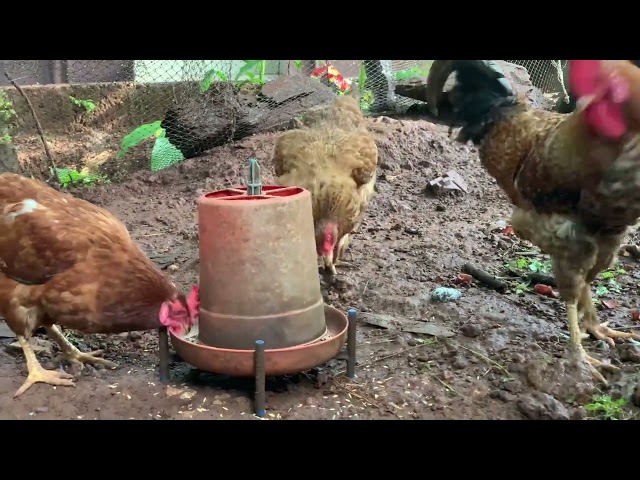 Backyard chicken relaxing video eating morning food chicken relaxing video chicken drinking water